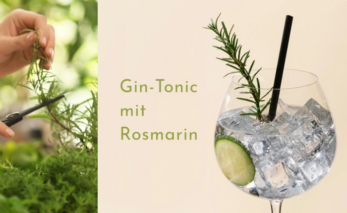 Gin Tonic mit Rosmarin – unsere Empfehlungen