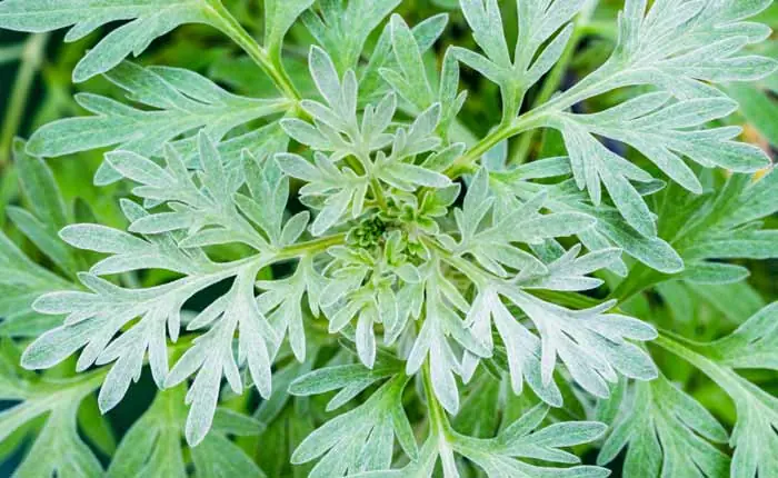 Artemisia Absinthium war bereits in der Antike als Heilkraut bekannt Artemisia Absinthium war bereits in der Antike als Heilkraut bekannt