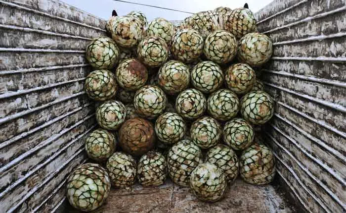 Die Reifezeit einer blauen Weber-Agave beträgt 9 Jahre Die Reifezeit einer blauen Weber-Agave beträgt 9 Jahre