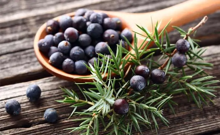 Wacholderbeeren Wacholderbeeren