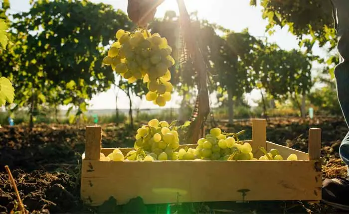 Die Basis für Wermut ist Wein, meistens wird hierfür Weißwein verwendet Die Basis für Wermut ist Wein, meistens wird hierfür Weißwein verwendet