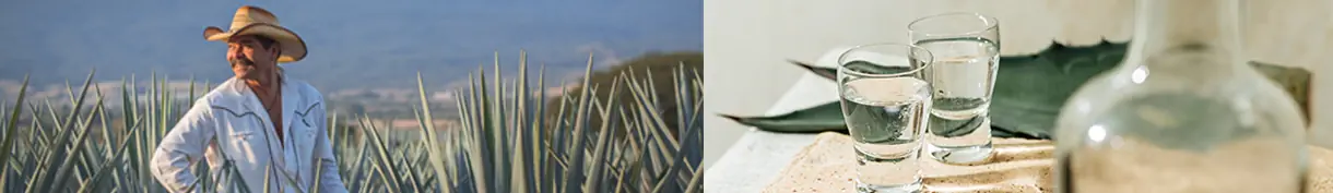 Tolles Tequila-Sortiment bei mySpirits.eu entdecken! Tequila online kaufen – mexikanische Vielfalt entdecken!